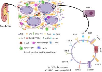 Advances in understanding and treating diabetic kidney disease: focus on tubulointerstitial inflammation mechanisms